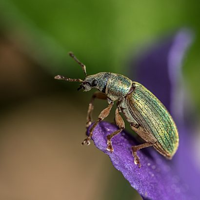 Beispielbild zum Vortrag „Grundlagen der Makrofotografie“/Annelie Henn